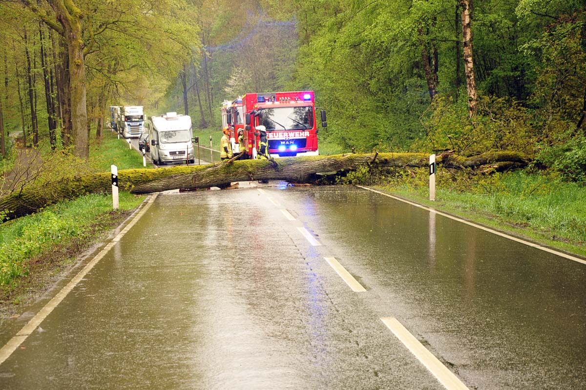 Umgestürzter Baum Höhe Reiferscheid - Behinderungen auf der Bundesstraße (B 256)