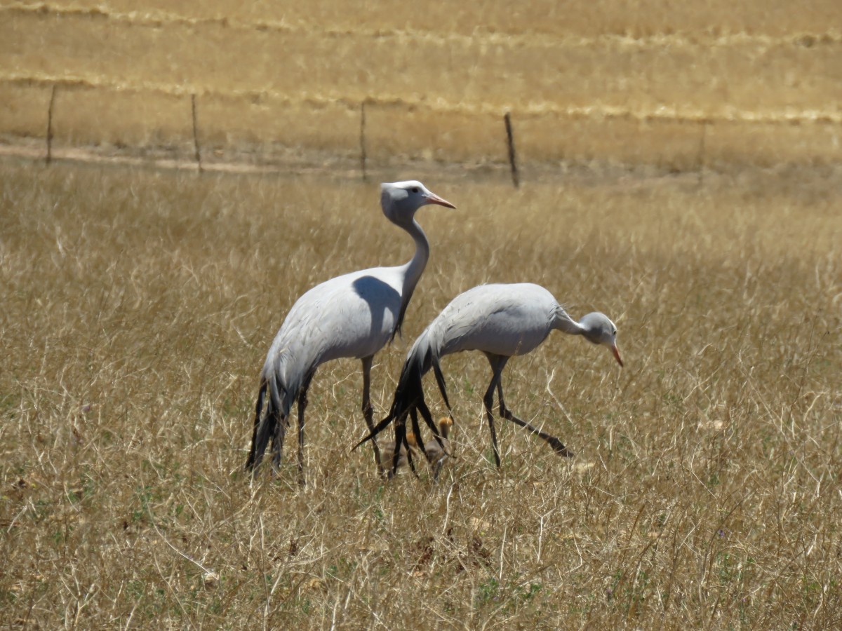 Brutpaar in Overberg (Foto: Alexandra Japes/Zoo Neuwied)