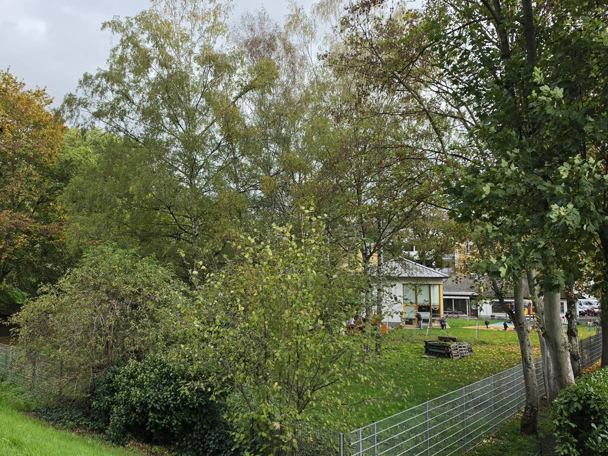 Es w�re sch�n, wenn die B�ume erhalten werden k�nnten. (Foto: Dr. Jutta Etscheidt)