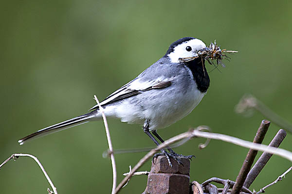 NABU ruft zur Vogelzhlung auf