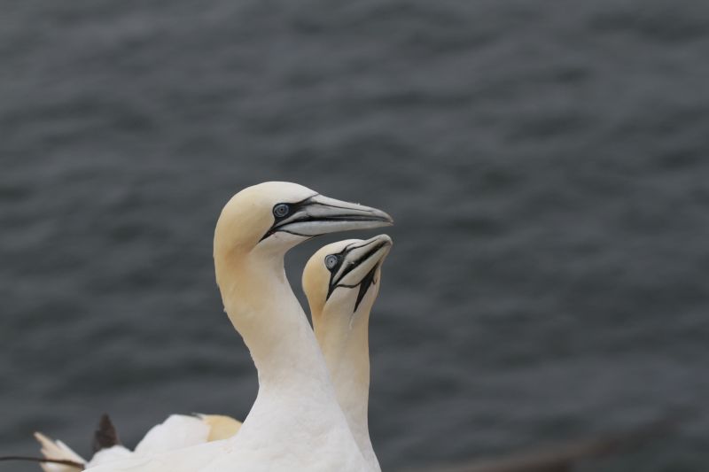 Vortrag des NABU Rennerod: Im Wind auf Helgoland