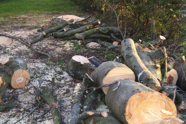 Die Untere Naturschutzbehrde der Kreisverwaltung informiert zu Eingriffen in Natur und Landschaft. (Foto: Kreisverwaltung Altenkirchen)