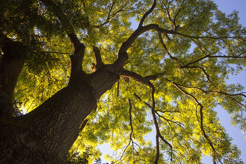 „Speckschichten aus CO2“ – Wunderwerk Baum 