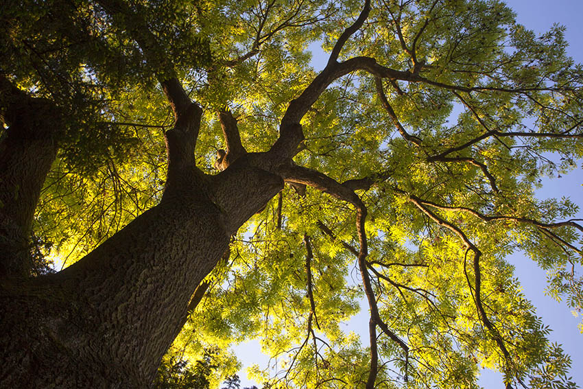 Speckschichten aus CO2  Wunderwerk Baum 