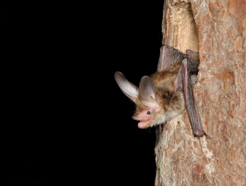 Fledermausnacht im Westerwald - Batman live erleben