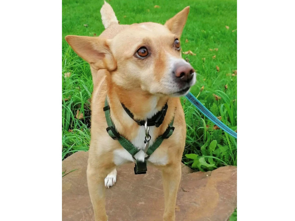 Fotos: Tierschutz Siebengebirge, Antje Firmenich