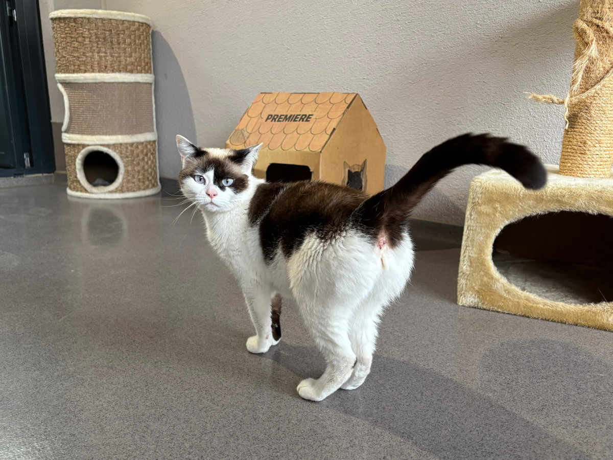 Ihr Miauen ist ein Hilferuf: Bella sucht ein Zuhause