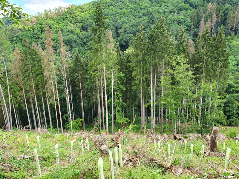 Die Forstreviere Bendorf und Vallendar informieren ber das Thema Unser Wald im Klimawandel. Foto: Stadt Bendorf
