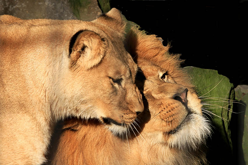 Das Liebesleben der Tiere: Eine besondere Fhrung am Valentinstag