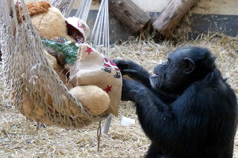 Schimpansen lieben es Dinge auszupacken. Foto: Zoo Neuwied