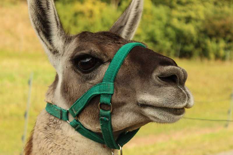 Ausflug mit Lamas und Alpakas aus den Anden