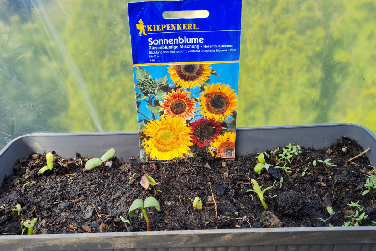 "Wie die Sonnenblumen!": Schtzenbrder Birken-Honigsessen senden Osterbotschaft
