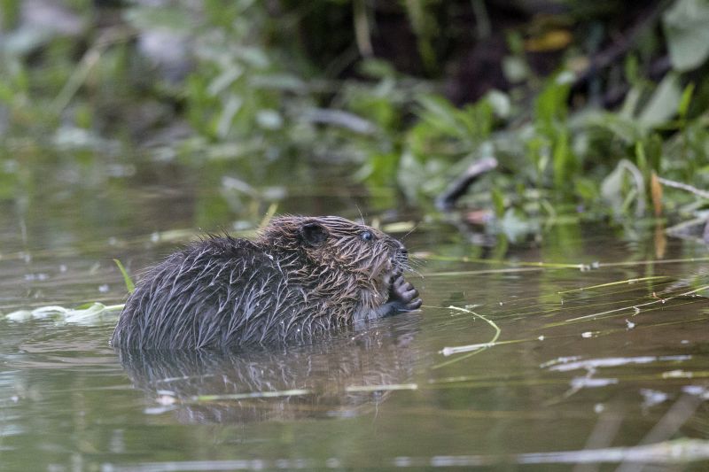 Naturschutzinitiative (NI) ldt zum letzten Bibersonntag ein