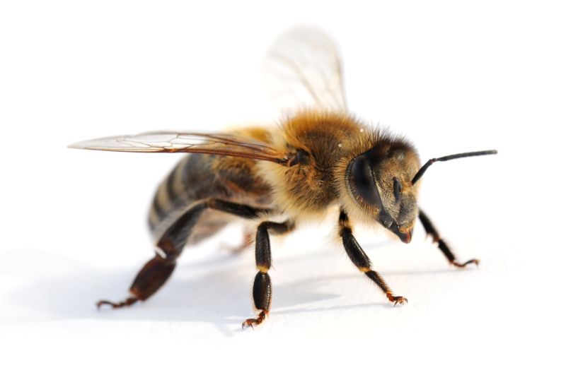 Vortrge und Fortbildungen fr Bienenfreunde
