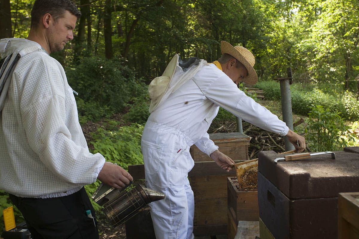 Naturerlebnis: Honig-Bienen im Zoo Neuwied