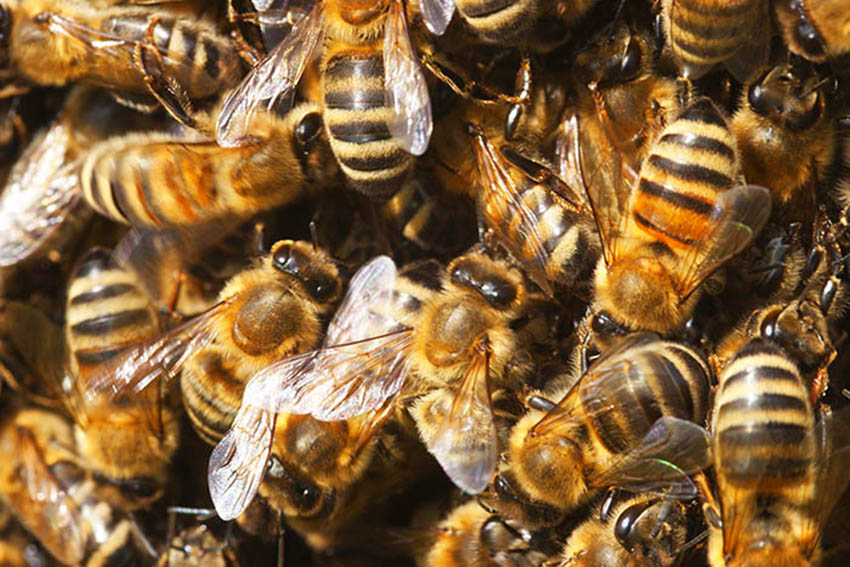 Symbolfoto: Sterben die Bienen, stirbt auch der Mensch