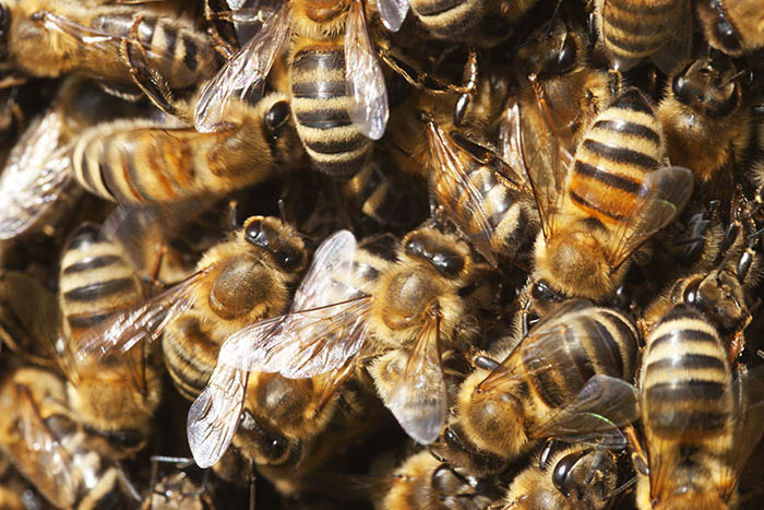 Honigbienen. Symbolfoto
