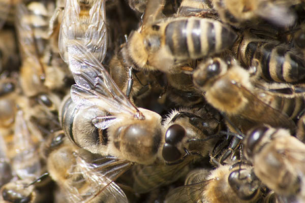 Imkerverein Anhausen: Vernetzen Sie sich wie die Bienen 