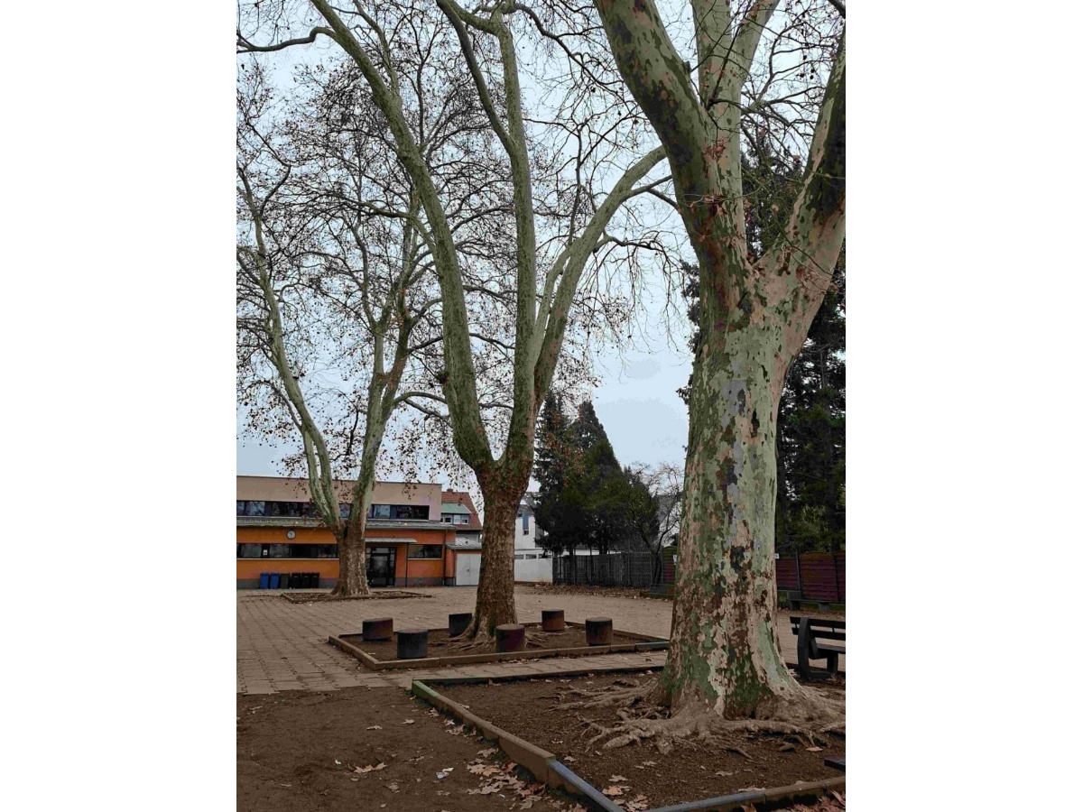 Die Platanen auf dem Schulhof der Geschwister-Scholl-Schule (Foto: Dr. Christoph Schossig)