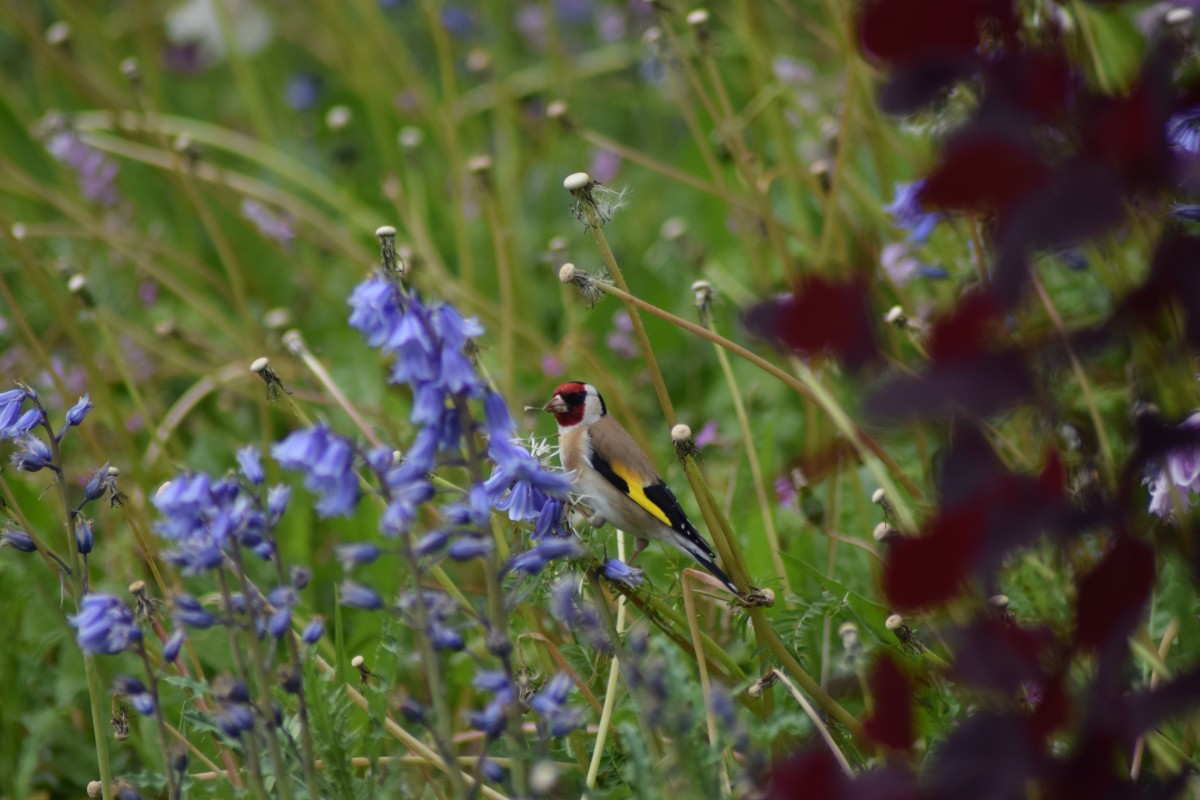 Stieglitz - der Karnevalist unter den heimischen V�geln (Foto: Julia Sch�fer/Verbandsgemeindeverwaltung Hachenburg)