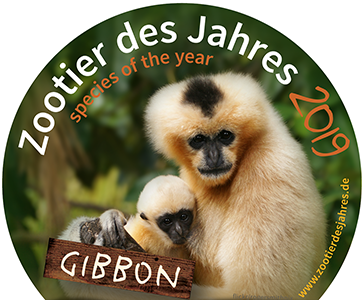 Der Gibbon ist das Zootier des Jahres 2019