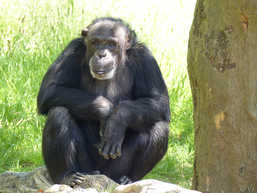 Bini heit die neue Schimpansin. Foto: Zoo Neuwied