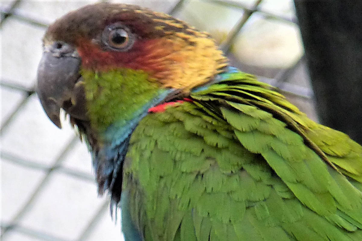 Blaulatzsittiche sind im Zoo Neuwied eingezogen