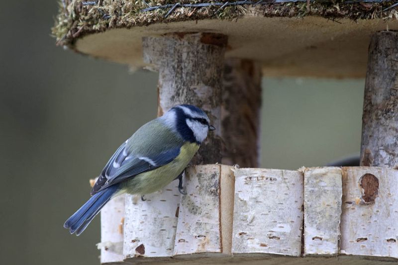 Blaumeise. Foto: Wolfgang Tischler