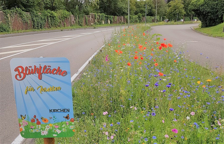 Gegen das Insektensterben: Blhflchen mitten in der Stadt