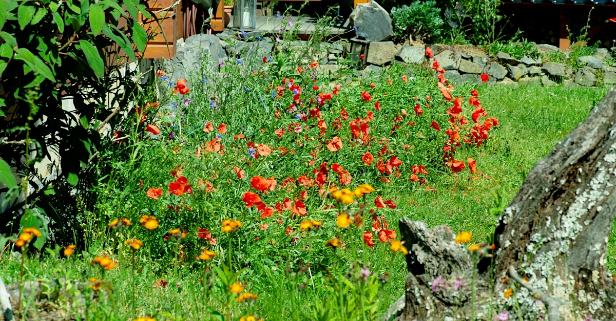 Blhende Vielfalt im eigenen Garten: Vortrag des NABU in Elkenroth