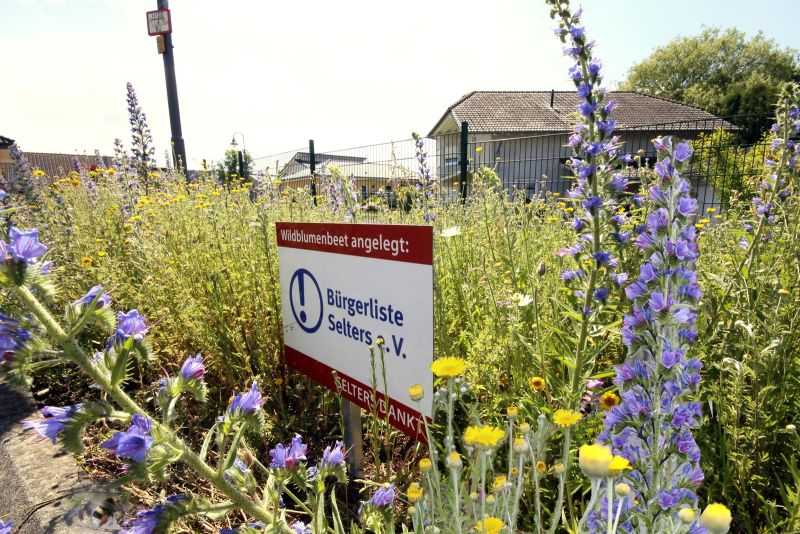 Das Foto zeigt die neue Gestaltung des Pflanzbeetes durch die Brgerliste Selters. Ein bunter Farbklecks, der auch zum Verweilen einldt. Die Wildblumenwiese verndert stndig ihr Aussehen durch neue Farben. Foto: privat