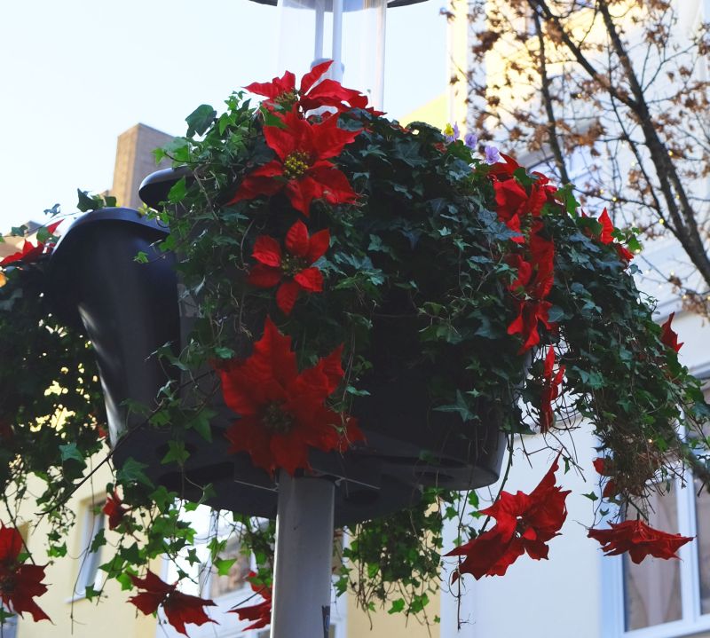 Blumen in der Innenstadt. Foto: privat