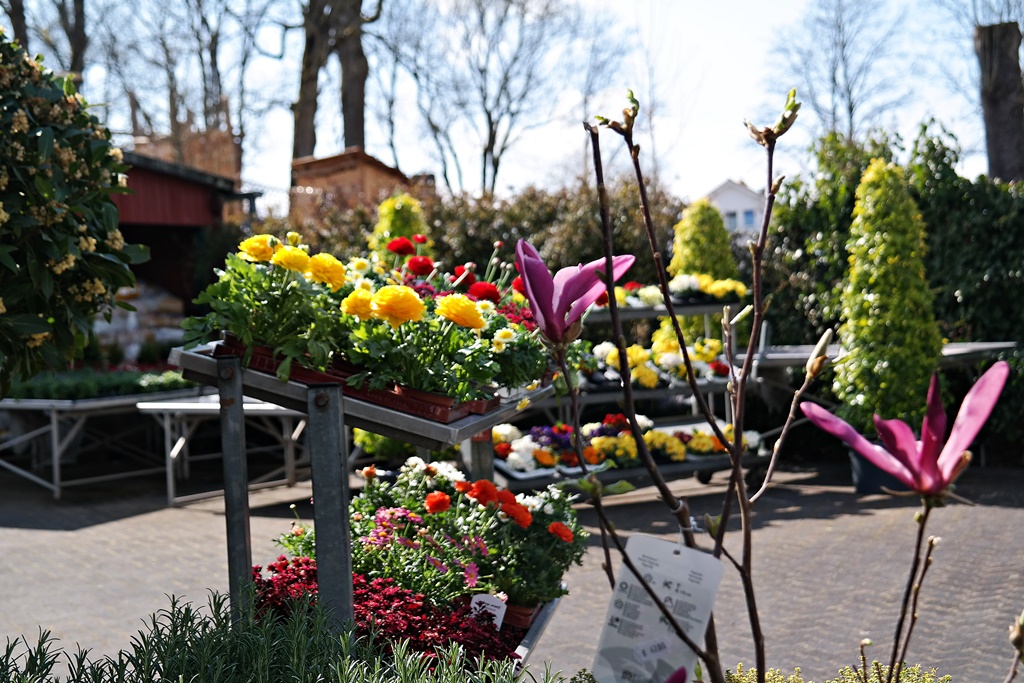 Trotz der Corona-Krise muss man auf schne Blumen an Ostern nicht verzichten. (Foto: rst) 