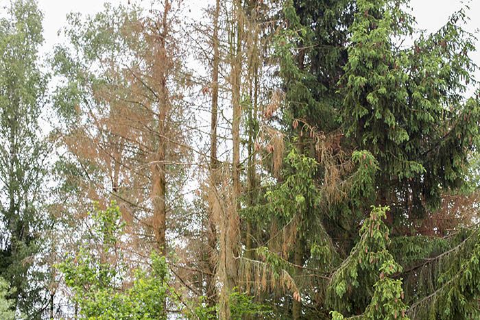 Borkenkferbefall. Symbolfoto