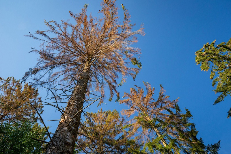 (Der Borkenkfer hat groe Schden angerichtet. (Foto: igreen, J. Fieber)