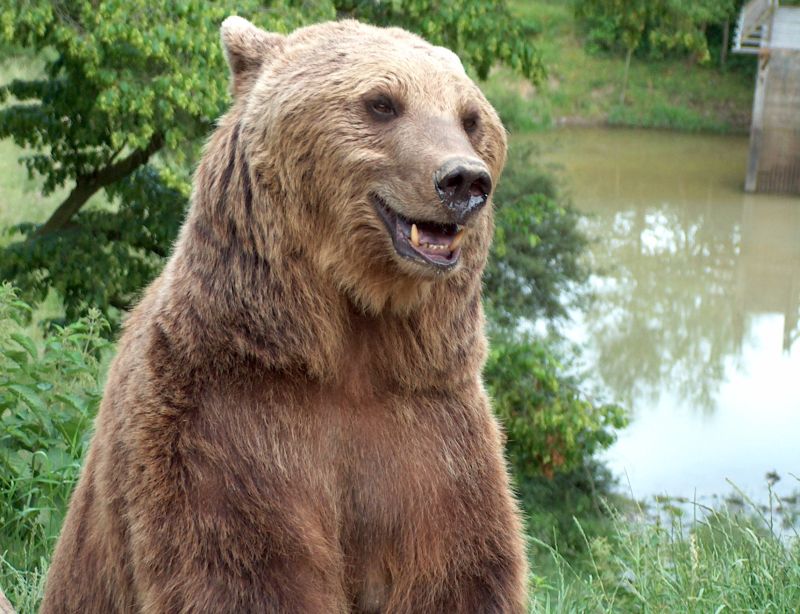 Wild-Freizeitpark-Westerwald in Gackenbach ffnet - mit Corona-Vorkehrungen