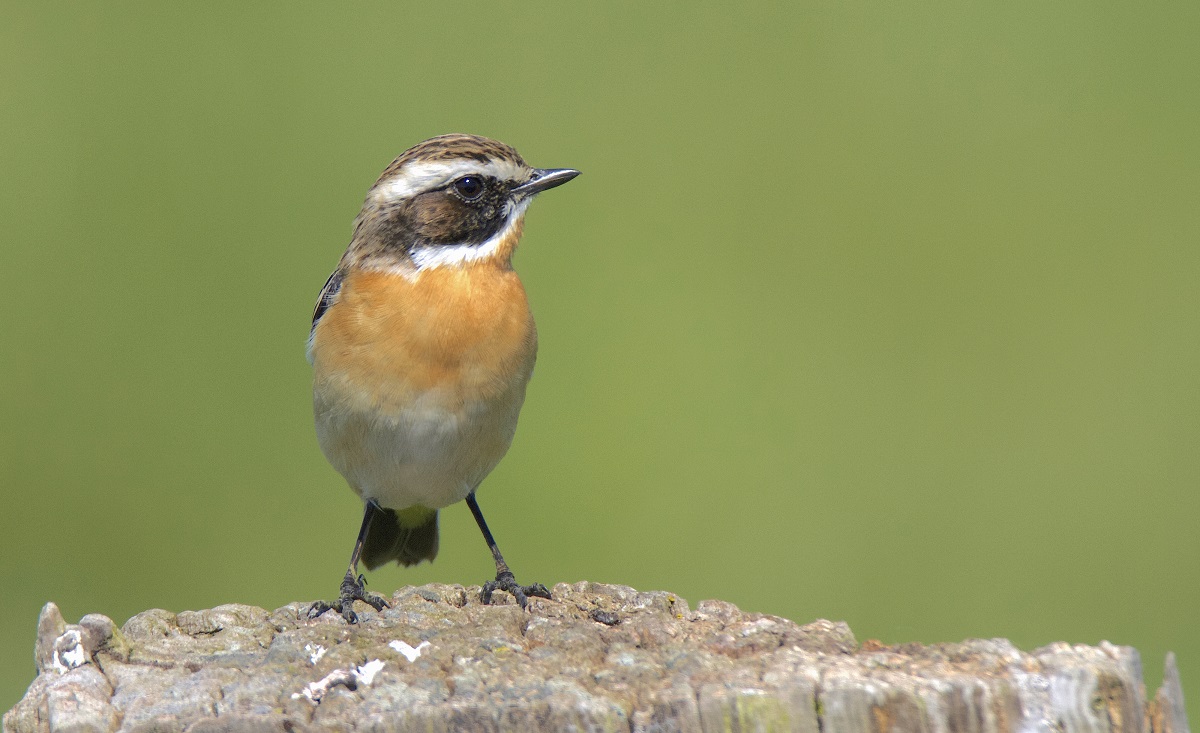 Ein Braunkehlchen (Foto: Maik Sommerhage)
