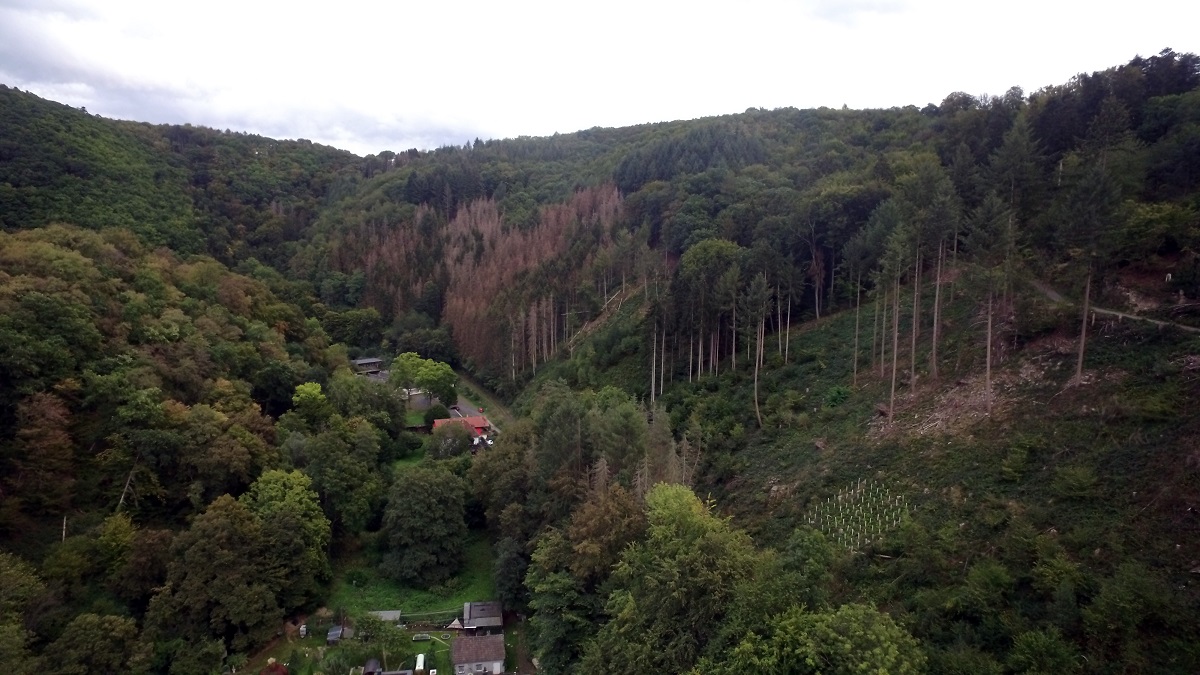 Bendorfer Wald im Klimawandel