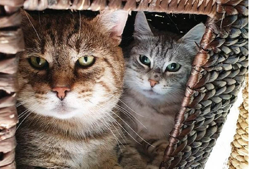 Dies sind zwei von vielen vergessenen Katzen im Tierschutz Siebengebirge. Brownie und Silver, zwei echte Kater-Kumpels, die nur gemeinsam in ein neues Zuhause umziehen sollen. Foto: privat