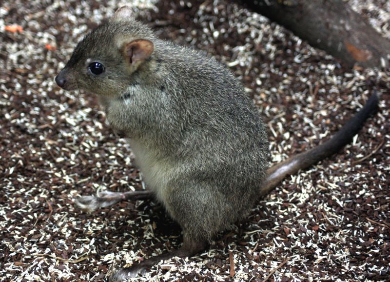 Noch mehr Australien im Zoo Neuwied