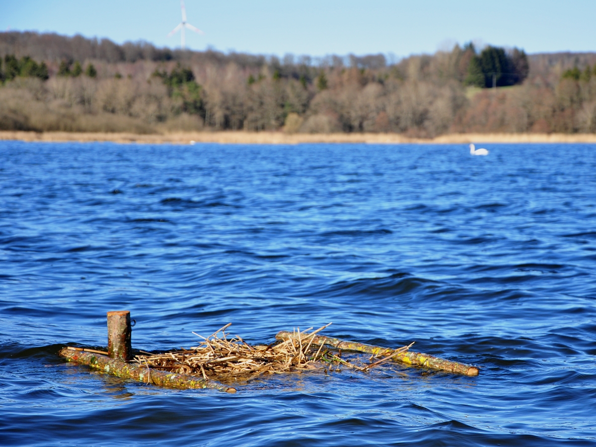 Bedrohte Wasservgel an der Westerwlder Seenplatte bekommen Hilfe beim Nestbau