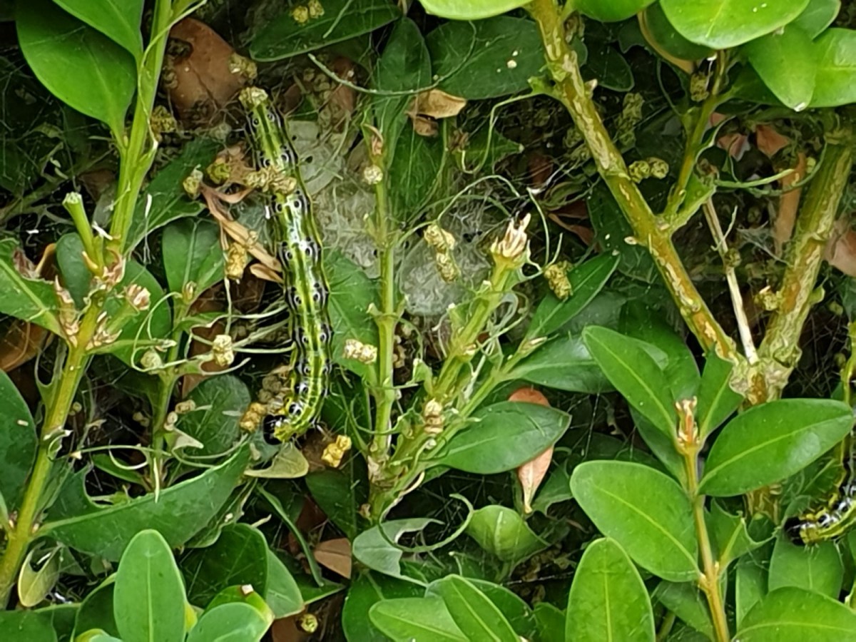 Buchsbaumznsler (Foto: AWB_JH)