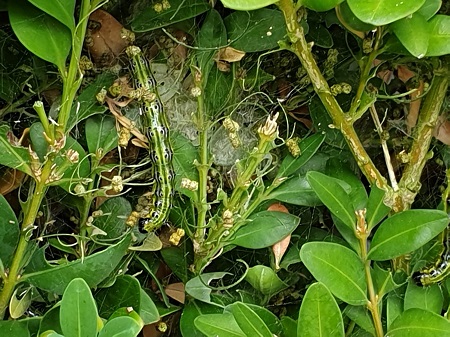 Viele Buchsbume sind derzeit vom Buchsbaumznsler befallen. (Foto: AWB JH)