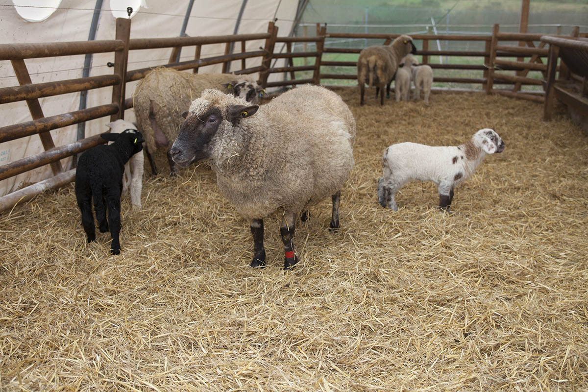 Schafe mit Namen und Charakter leben auf dem Butzelhof Windhagen