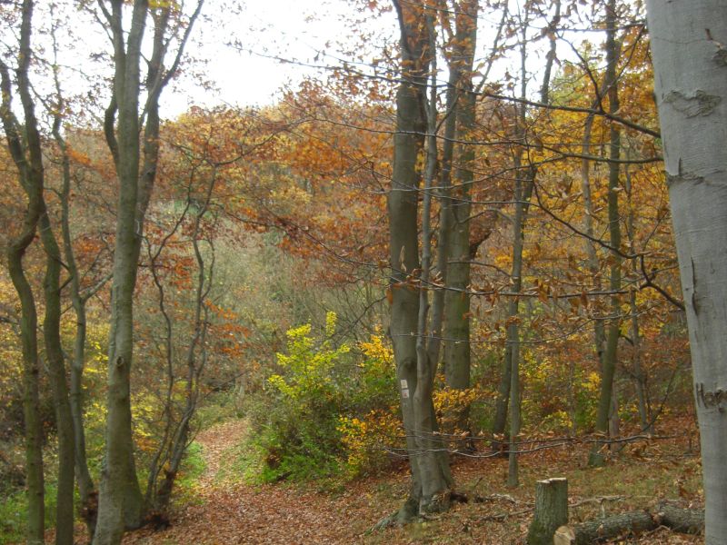 Im Herbstwald mit dem NABU Rennerod 