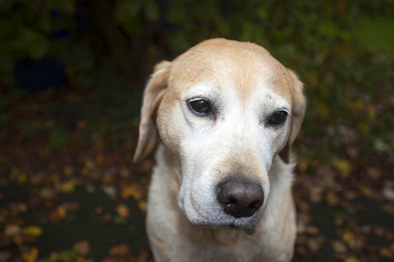 Hundefutter  Irrefhrende Werbeversprechen erkennen