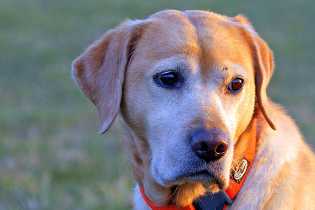 Warnhinweis - Hund mglicherweise durch Kder vergiftet