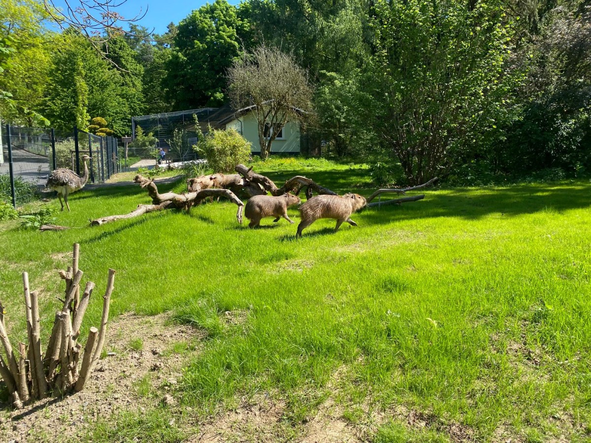 Sdamerika trifft auf Australien im Zoo Neuwied: Capybaras und Nandu erobern ihr neues Zuhause