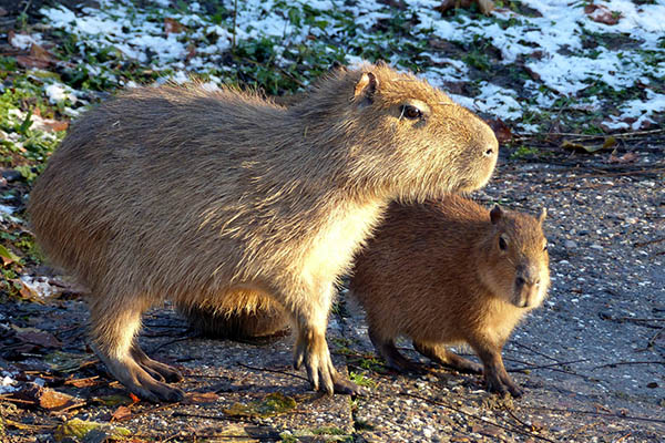 Neu im Zoo Neuwied - Nagetiere aus Sdamerika 