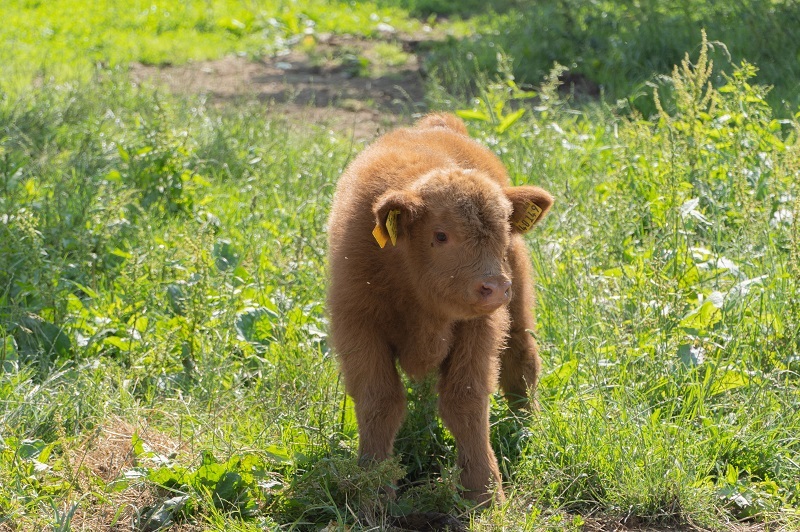 Caruso ist vor kurzem erst geboren worden. (Fotos: LeaS)